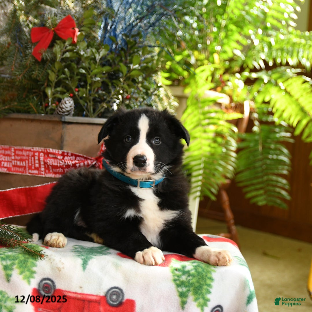 Border Collie dogs for sale: Charlie - Ad 3
