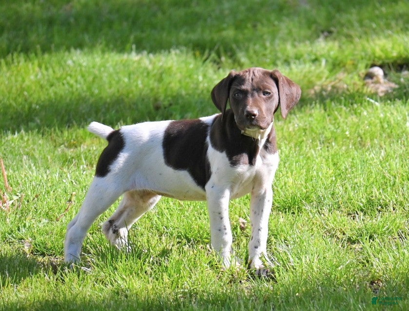 German Shorthaired Pointer dogs Brinley - Ad 12