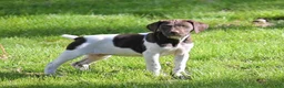German Shorthaired Pointer dogs for sale: Brinley - Ad 2