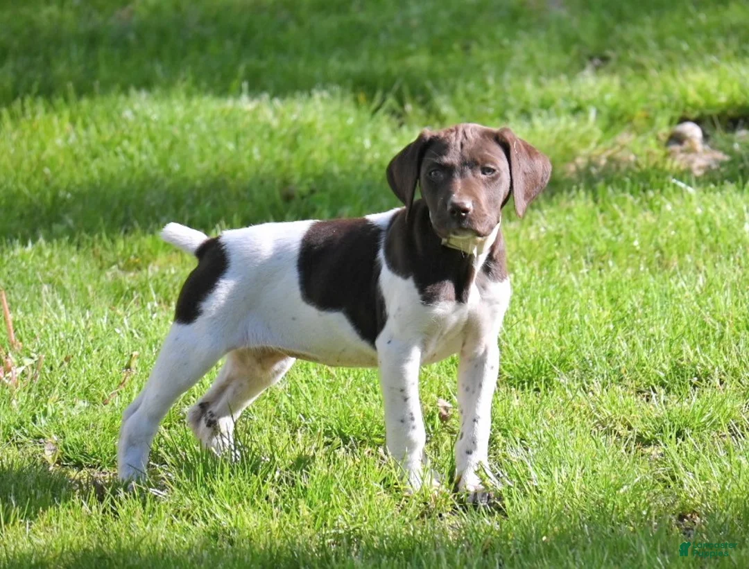 German Shorthaired Pointer dogs for sale: Brinley - Ad 2