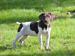 German Shorthaired Pointer dogs Brinley - Ad 2