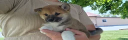 Shiba Inu dogs for sale: Patriot - Ad 4
