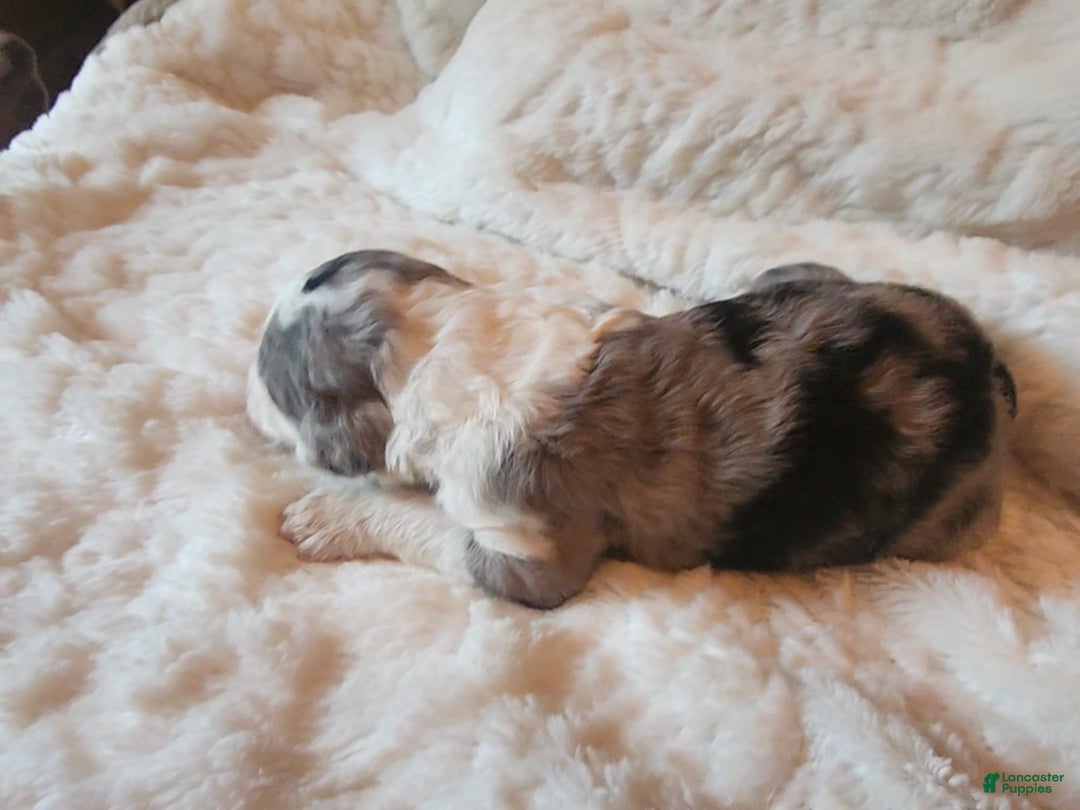Mixed Breed dogs for sale: Lilly - Ad 4
