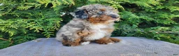 Mini Bernedoodle dogs for sale: Lettie - Ad 14