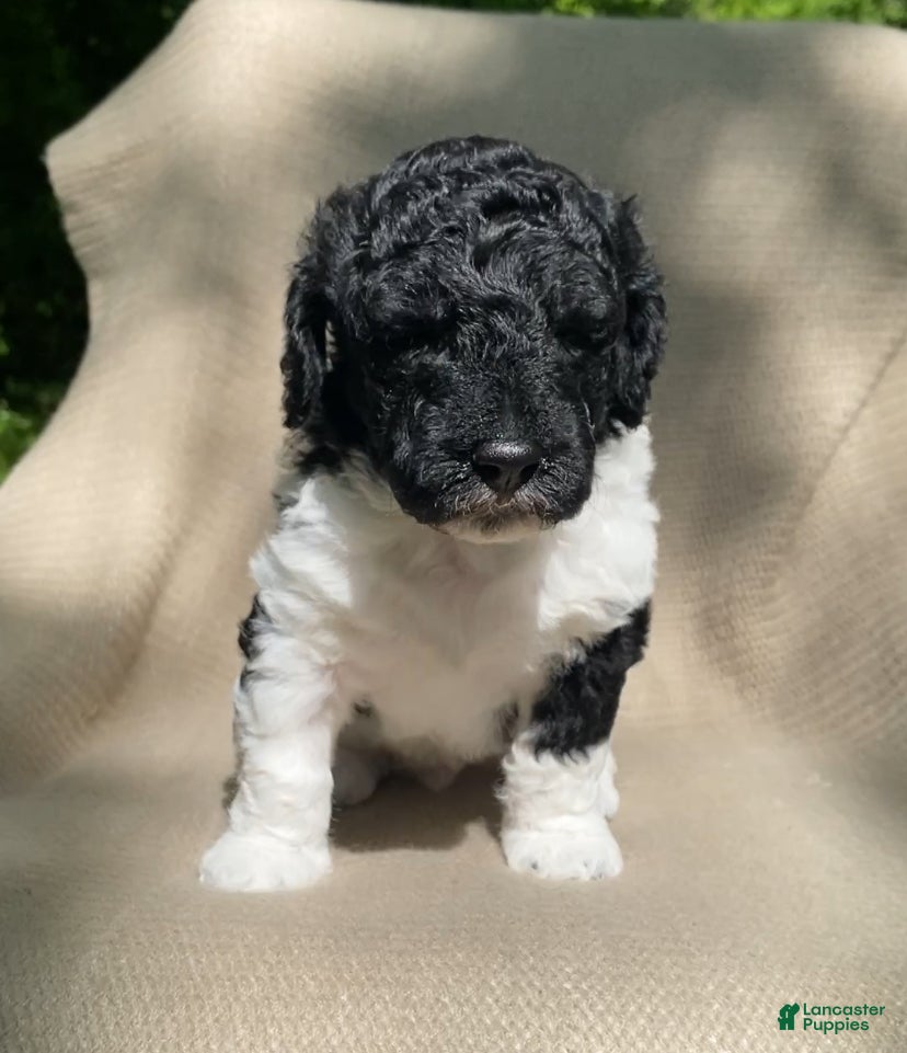 Mixed Breed dogs Scone - Ad 1