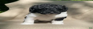 Scone