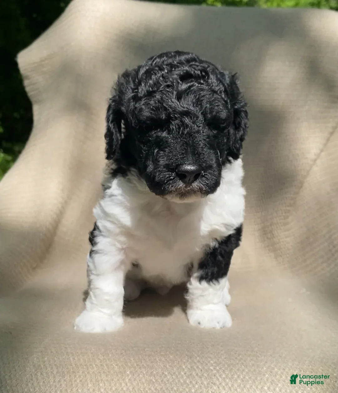 Mixed Breed dogs for sale: Scone - Ad 1