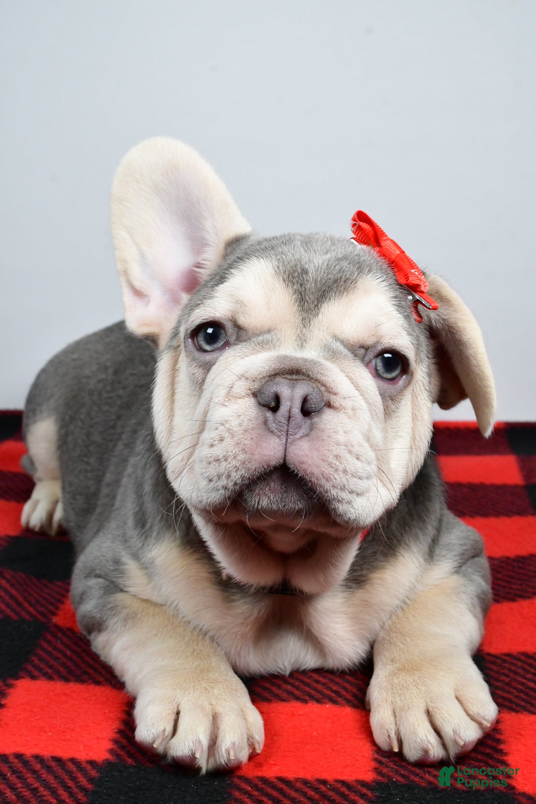 French Bulldog dogs for sale: Captain  - Ad 1