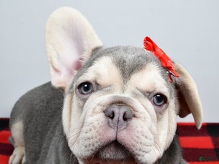 French Bulldog dogs Captain - Ad 11