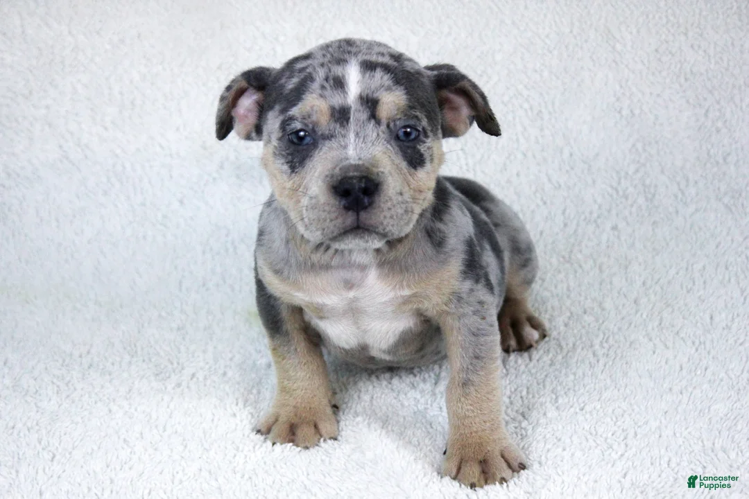 American Bully dogs for sale: Blue Tri Merle Female - Ad 1