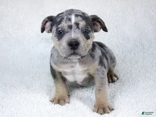 American Bully dogs Blue Tri Merle Female - Ad 26