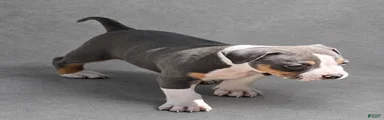Boy 2