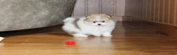 Pomeranian dogs for sale: Teacup Preston - Ad 14