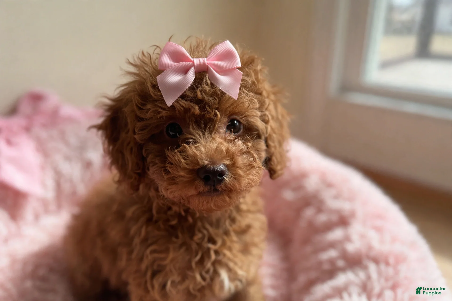 Toy Poodle dogs Toy Poodle 4 - Ad 1