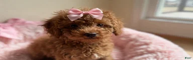 Toy Poodle 4