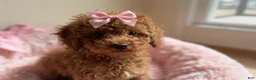 Toy Poodle dogs for sale: Toy Poodle 4 - Ad 1