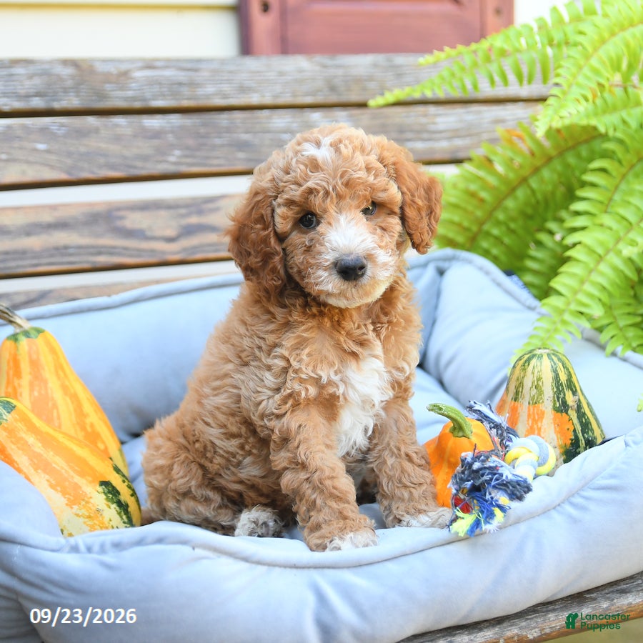 Cavapoo dogs Warrior - Ad 1