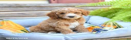 Cavapoo dogs for sale: Warrior - Ad 1