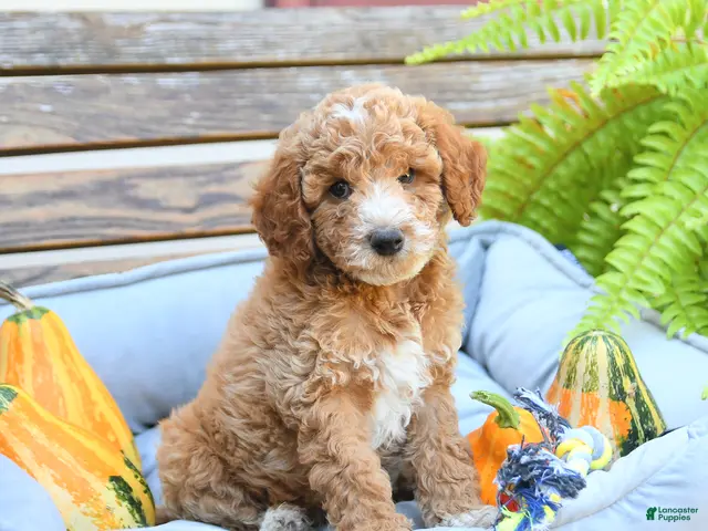 Cavapoo dogs for sale: Warrior - Ad 1