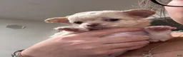 Chihuahua dogs for sale: Chihuahua 5 - Ad 6