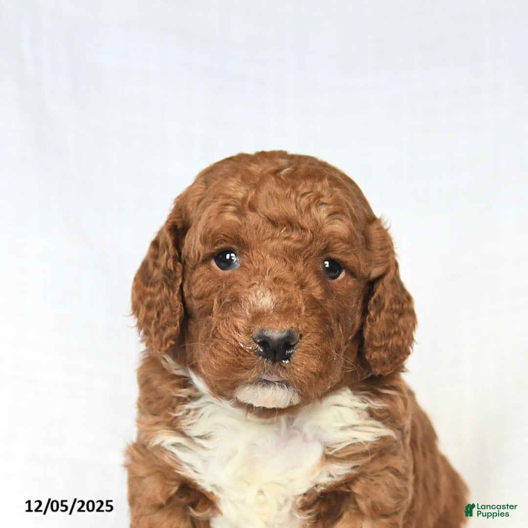 Mini Goldendoodle dogs for sale: Loyal - Ad 4