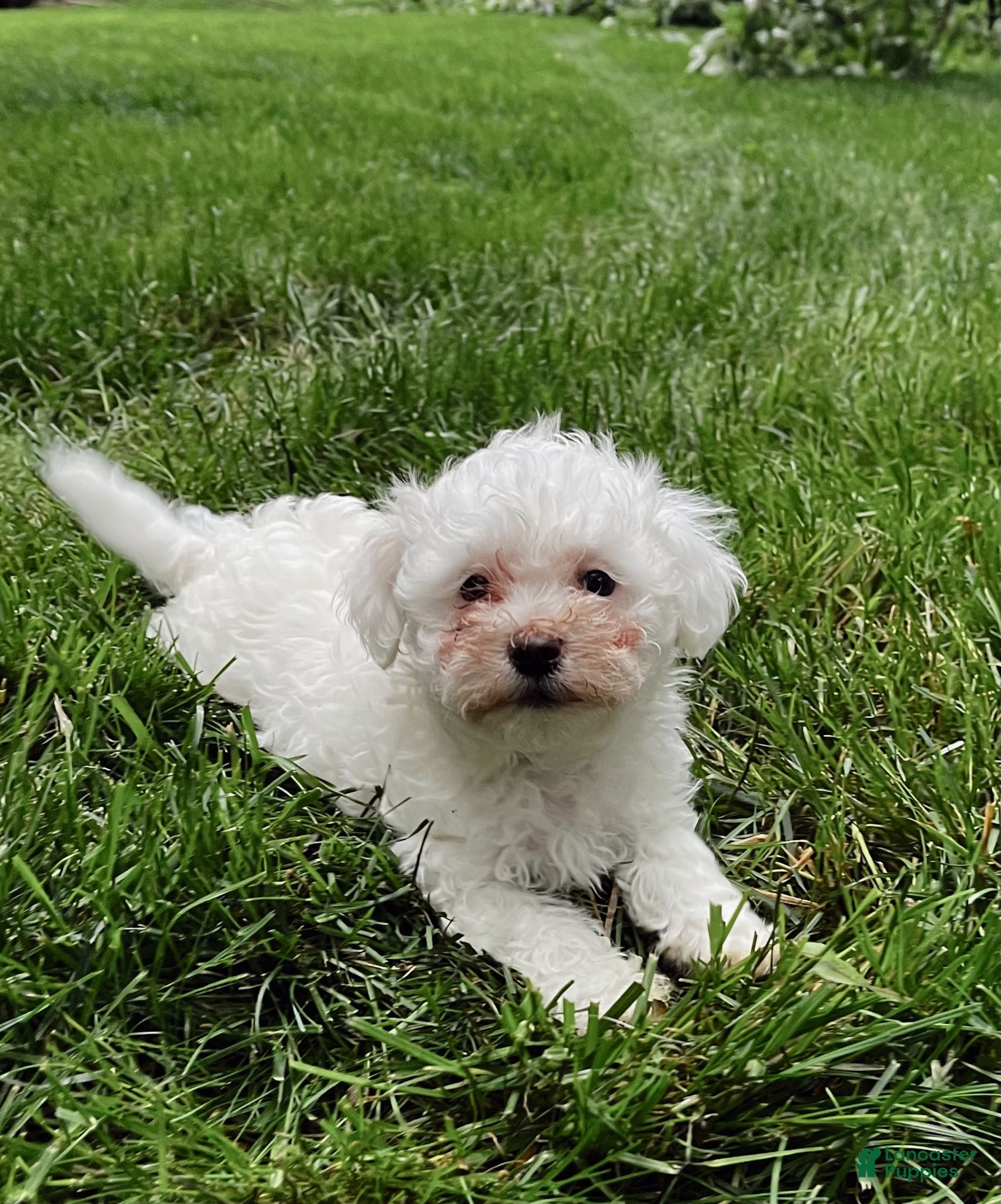 Maltipoo dogs Maltipoo Puppy 3 - Ad 2