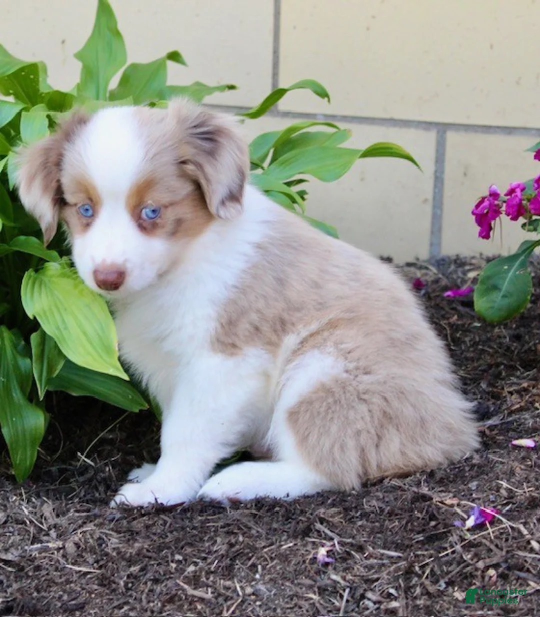 Miniature Australian Shepherd dogs for sale: Brutus - Ad 4