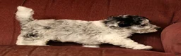 Havapoo dogs for sale: Banjo - Ad 4