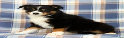 Australian Shepherd dogs for sale: Molly - Ad 3