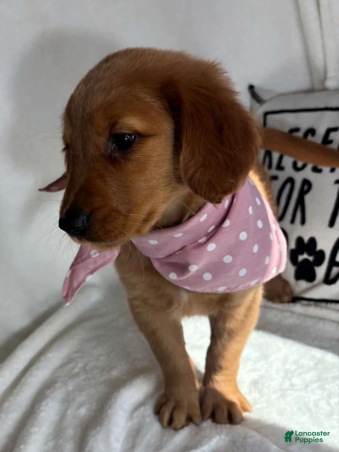 Golden Retriever dogs for sale: Gigi - Ad 2