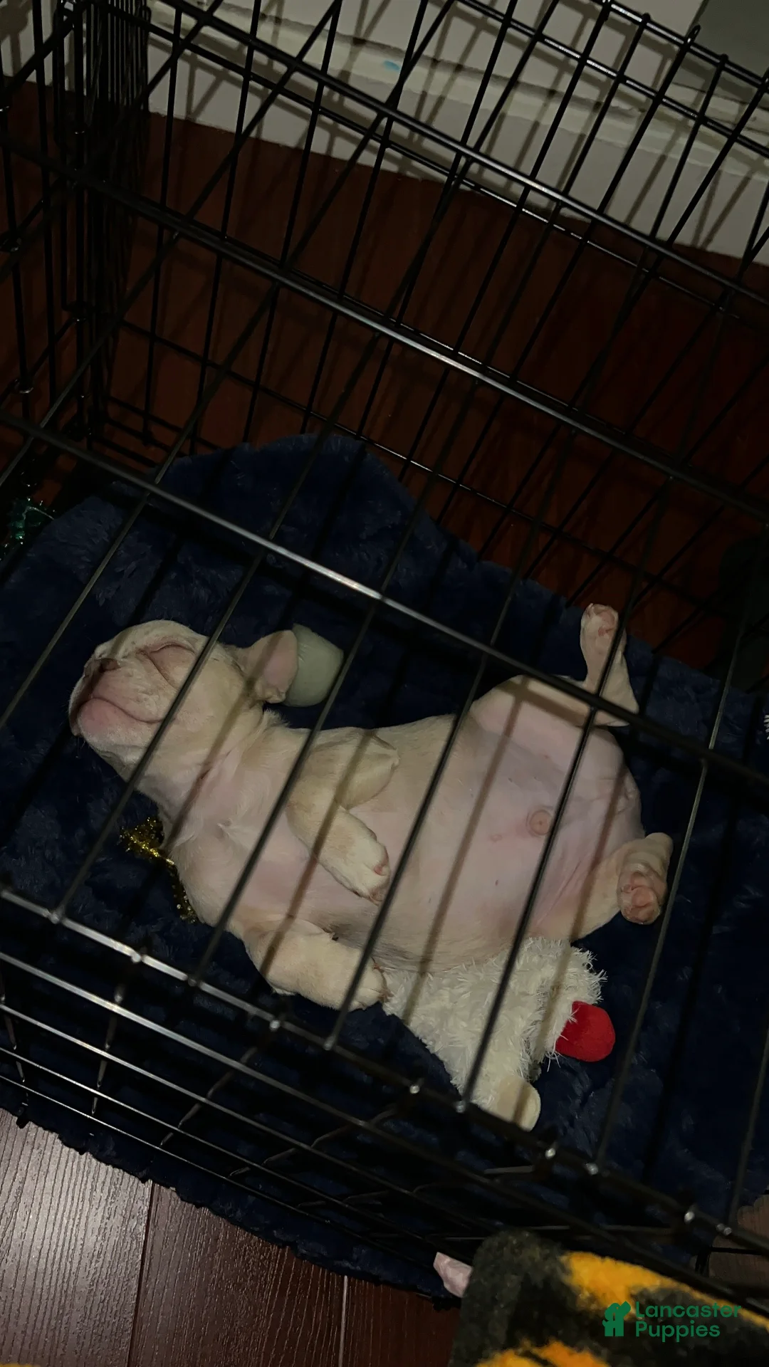 French Bulldog dogs for sale: French Bulldog Puppy 1 - Ad 6