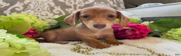 Miniature Dachshund dogs for sale: Daffodil  - Ad 9