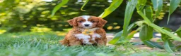 Cavapoo dogs for sale: Rocky - Ad 1