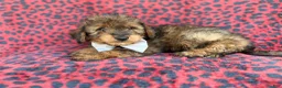 Mini Aussiedoodle dogs for sale: Oscar - Ad 4