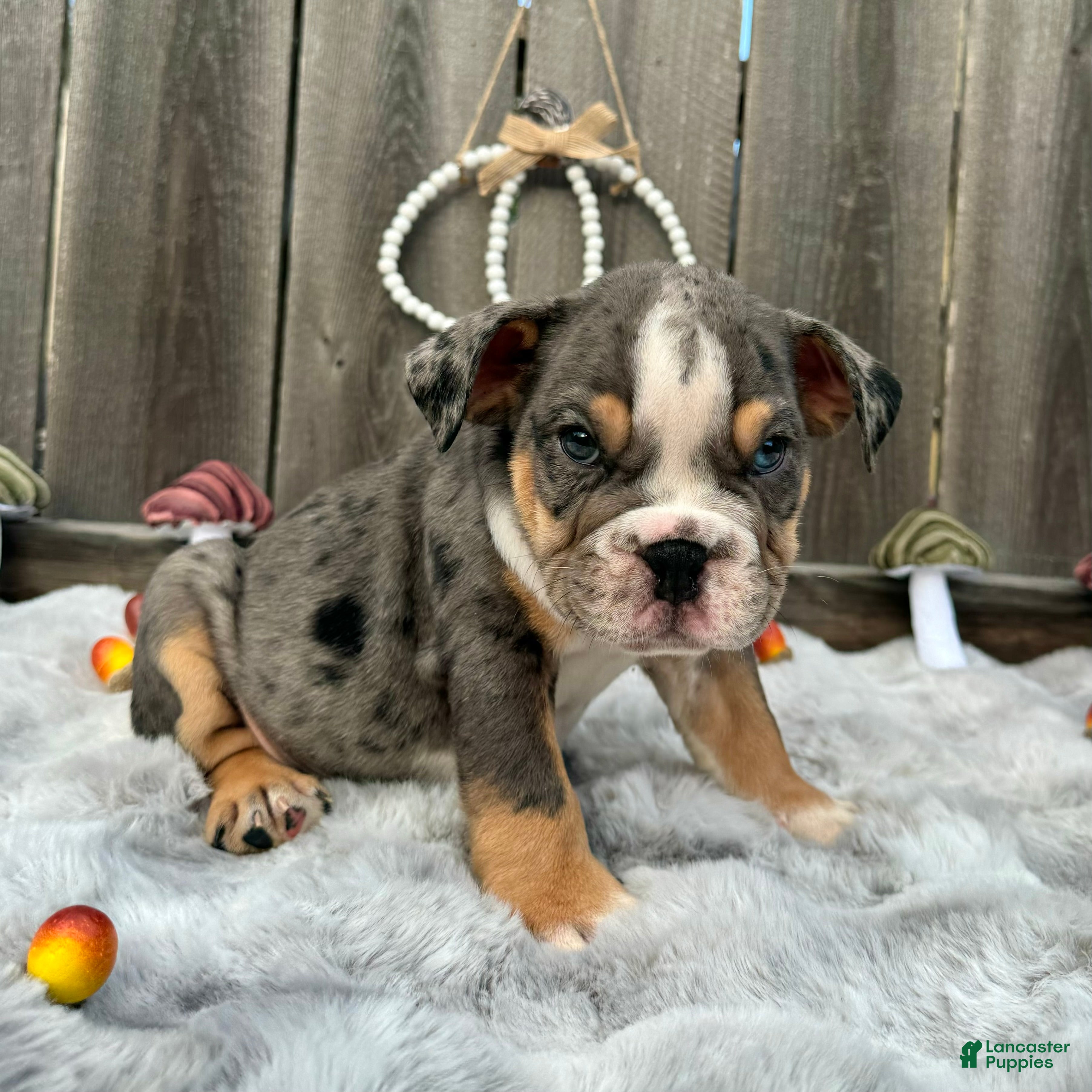 English Bulldog dogs Oreon - Ad 1