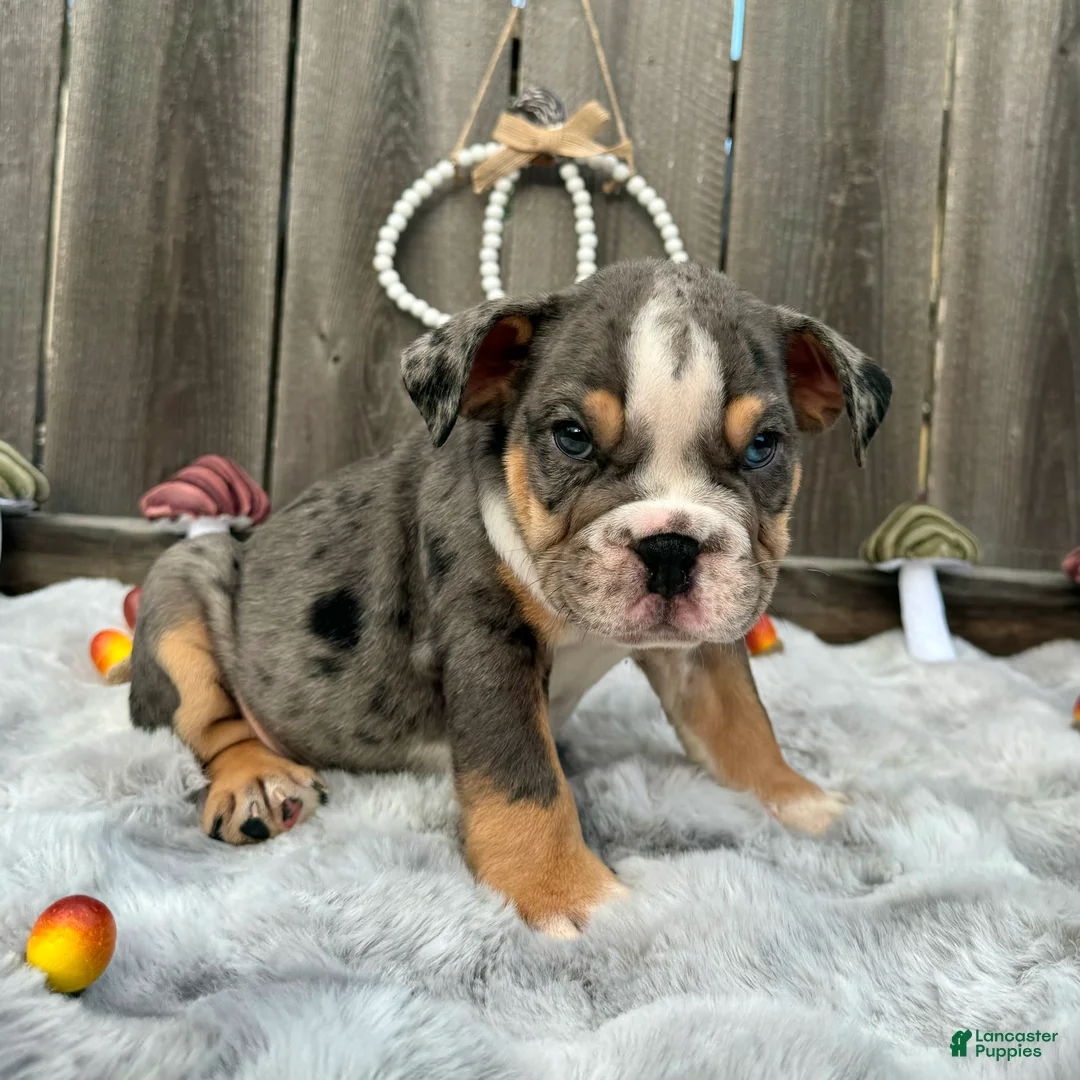 English Bulldog dogs for sale: Oreon - Ad 1