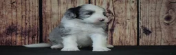 Sheepadoodle dogs for sale: Sheepadoodle Puppy 1 - Ad 2