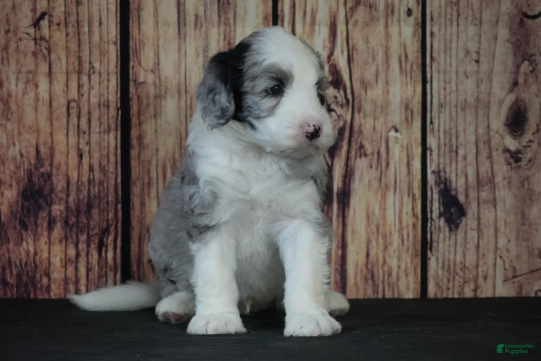 Sheepadoodle dogs for sale: Sheepadoodle Puppy 1 - Ad 2