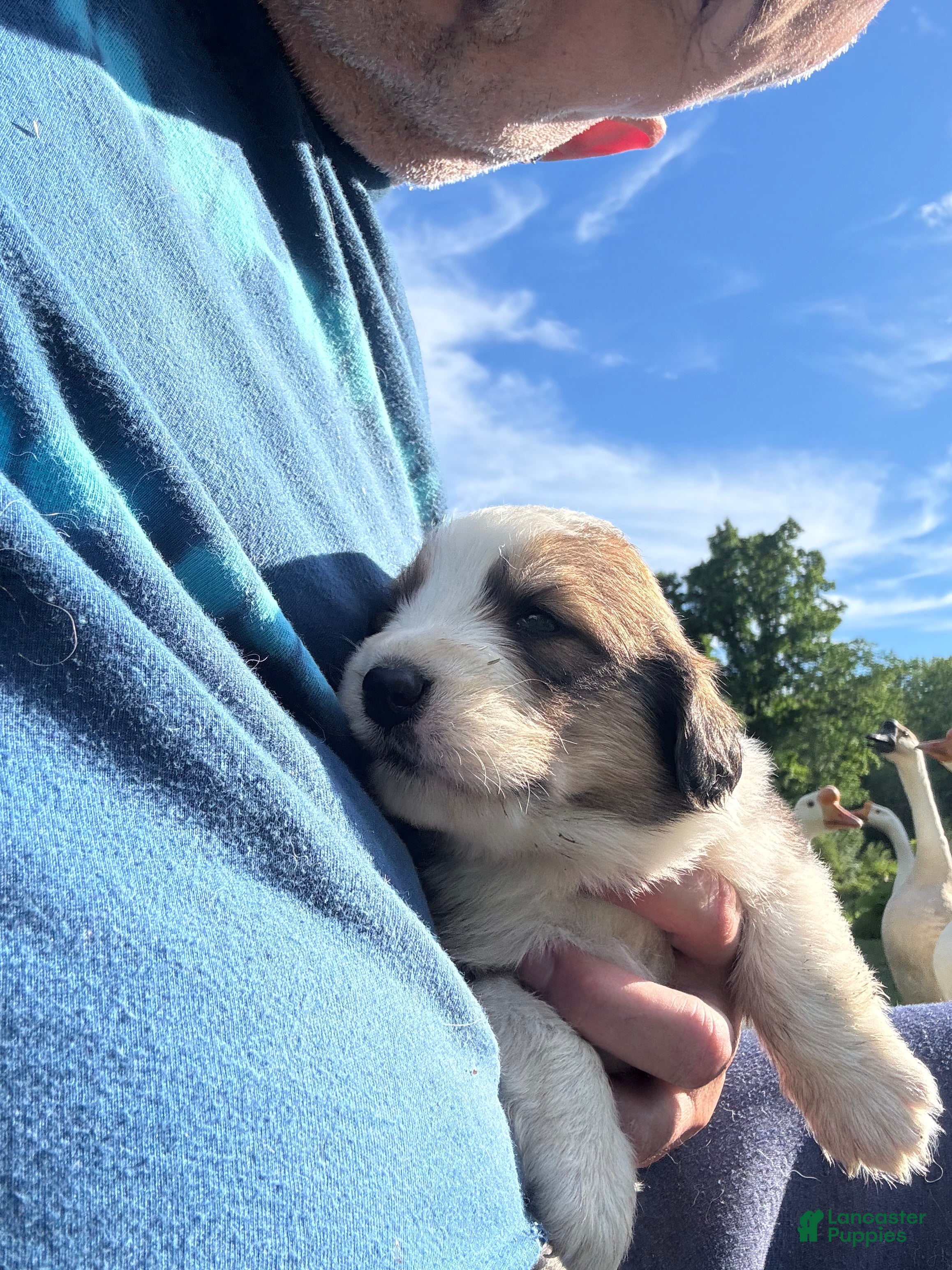 Mixed Breed dogs Mixed Breed 8 - Ad 41