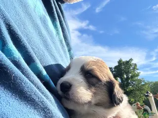 Mixed Breed dogs Mixed Breed 8 - Ad 41