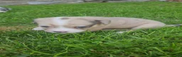 Mixed Breed dogs for sale: Potato - Ad 7