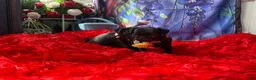 Pug dogs for sale: Pink collar - Ad 11