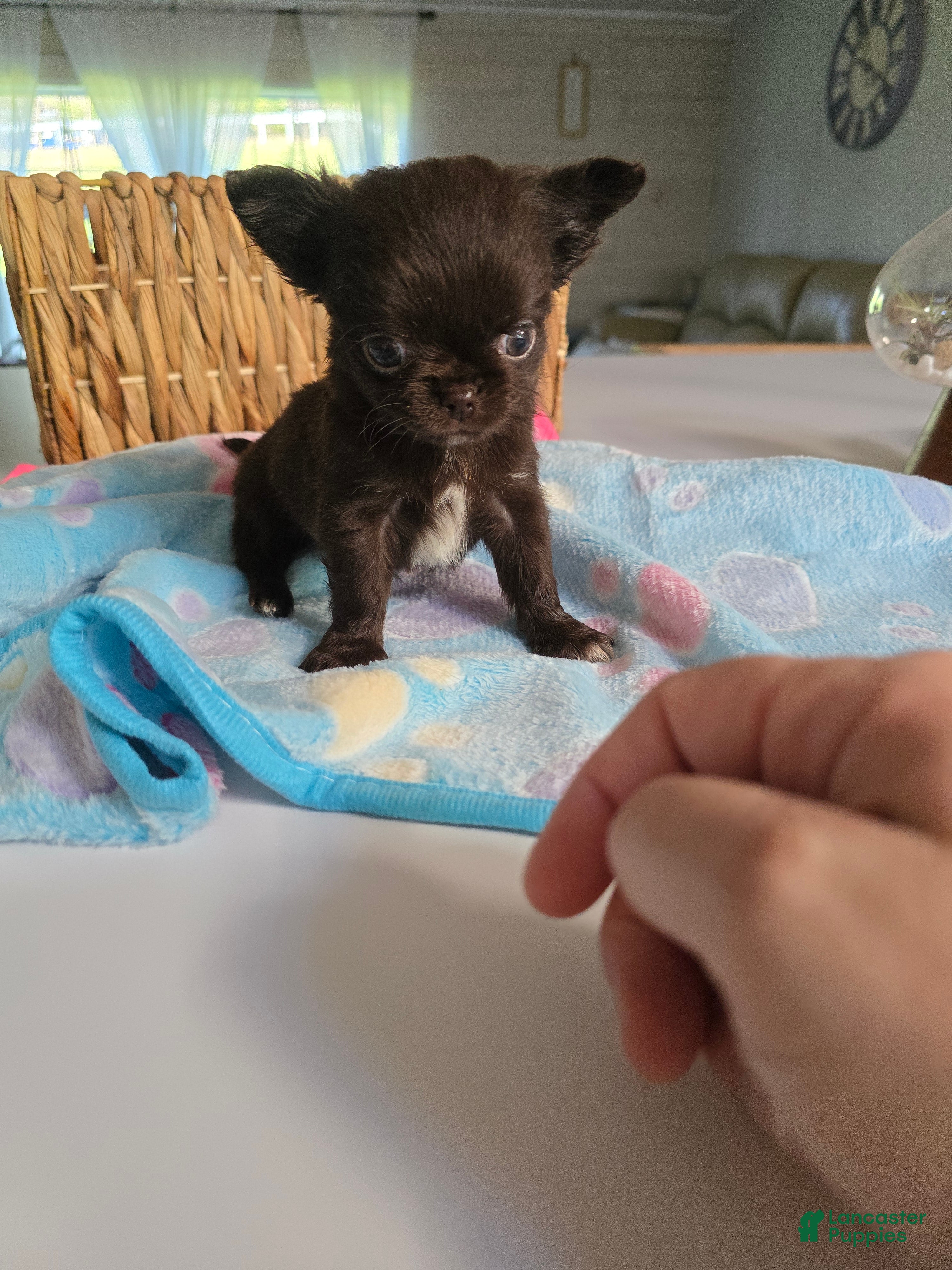 Chihuahua dogs jimmy - Ad 40