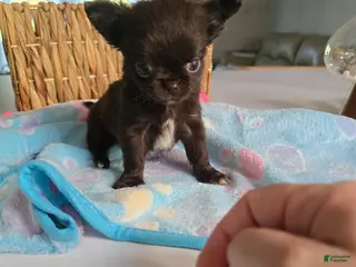 Chihuahua dogs jimmy - Ad 40