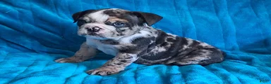 English Bulldog 3