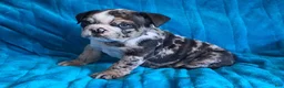 English Bulldog dogs for sale: English Bulldog 3 - Ad 1
