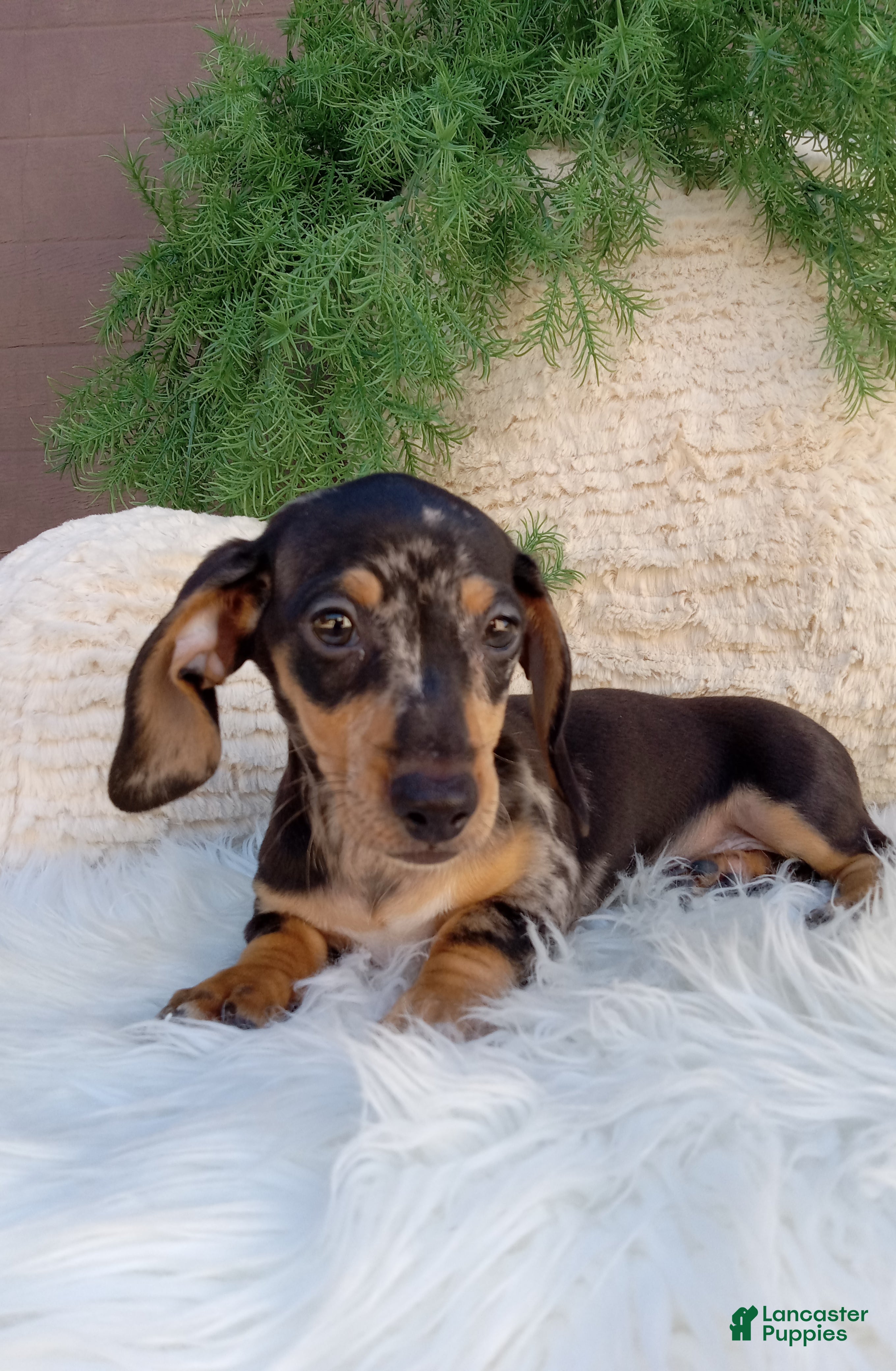 Dachshund dogs Macy - Ad 1
