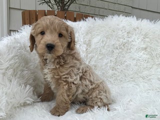 Mini Goldendoodle dogs - Ad 32
