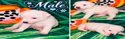 Jack Russell Terrier dogs for sale: Jack Russell Terrier 4 - Ad 15