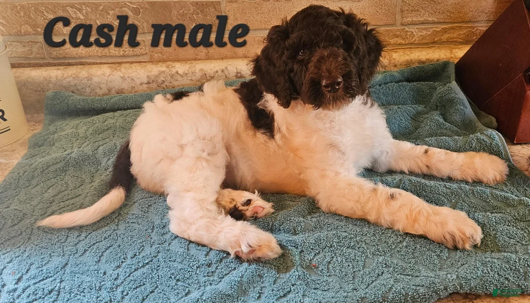 Goldendoodle dogs for sale: Cash - Ad 1